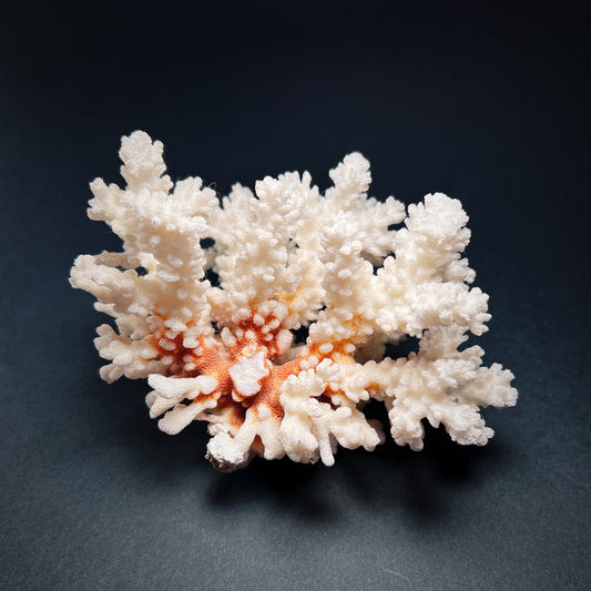 Koralli - Acroporidae, L-koko