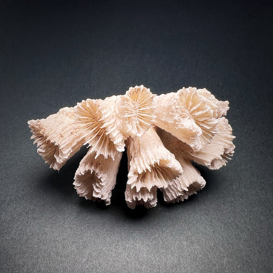 Koralli - Caryophylliidae, M-koko