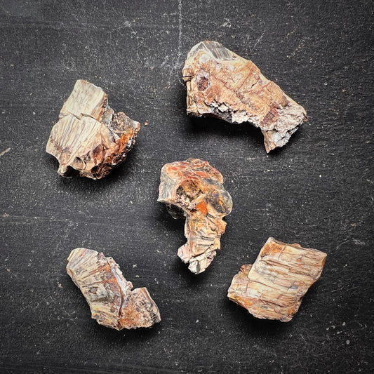Fossiili - Villamammutin (Mammuthus primigenius) takahampaan fragmentti S-koko