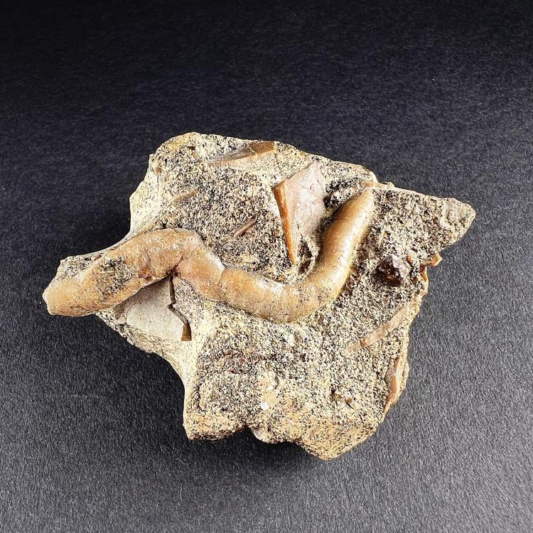 Fossil Serpulidae