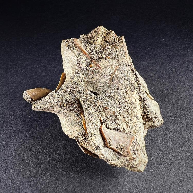 Fossil "Serpulidae"