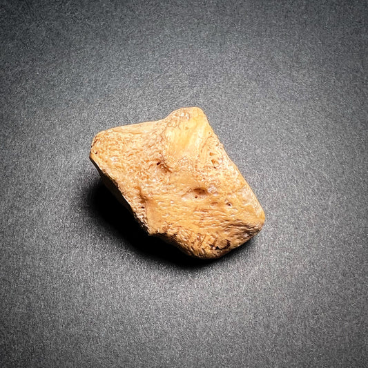 Homo sapiens - Calf bone (cuneiform)