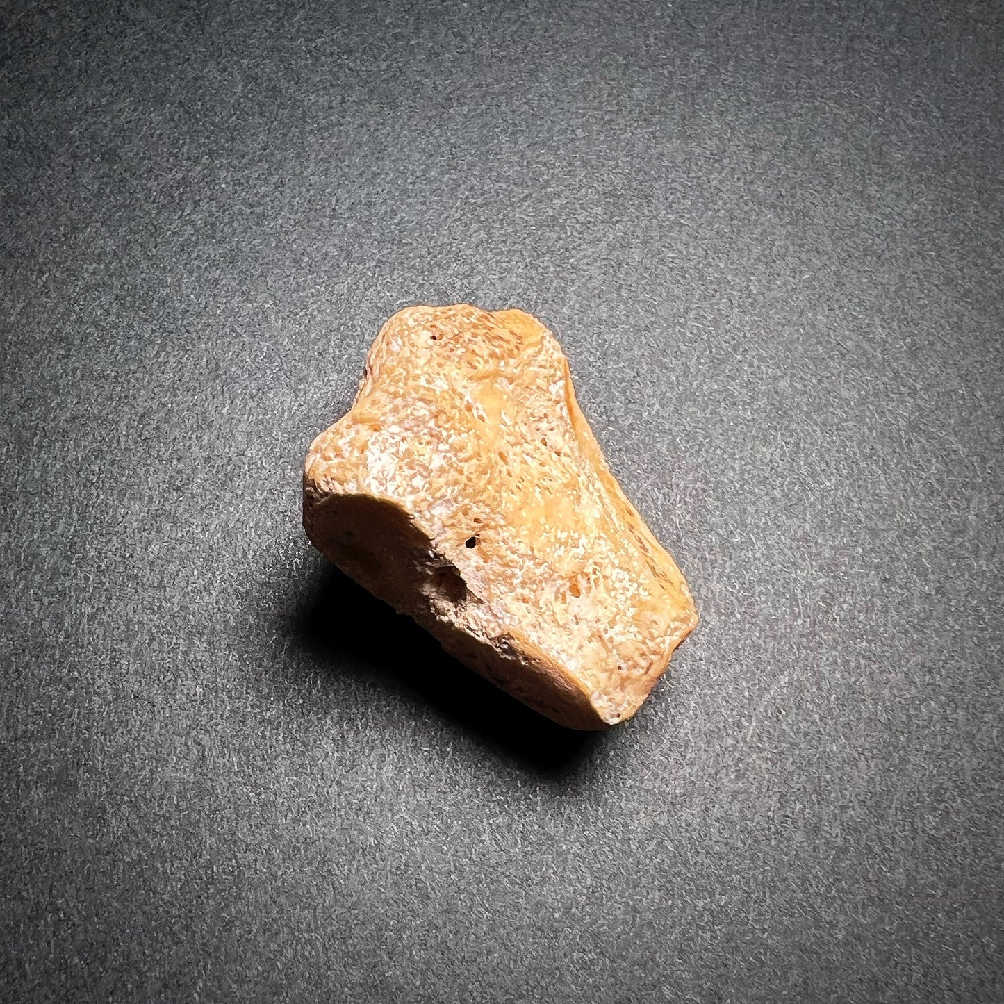 Homo sapiens - Calf bone (cuneiform)