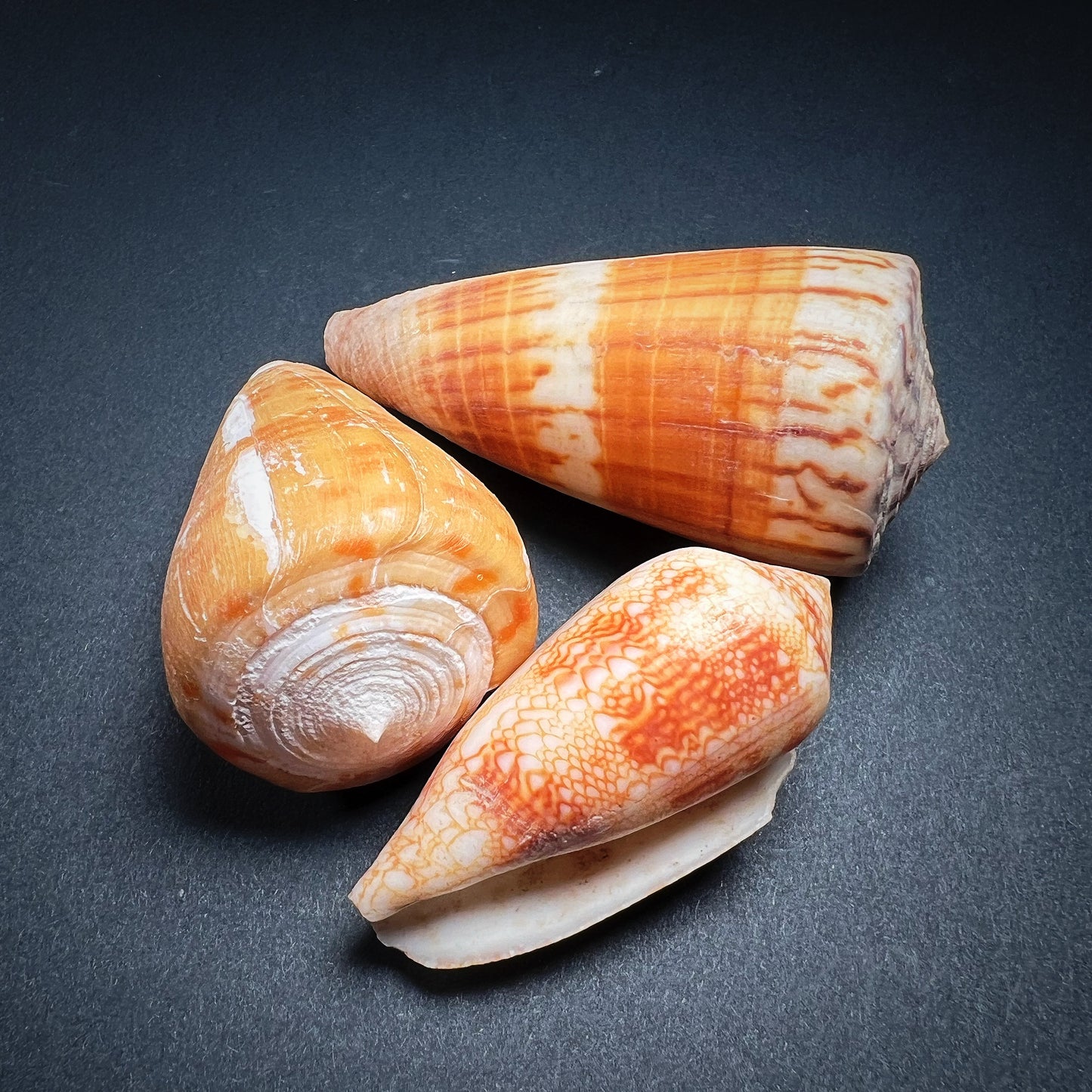 Conch shell - Conidae, M size