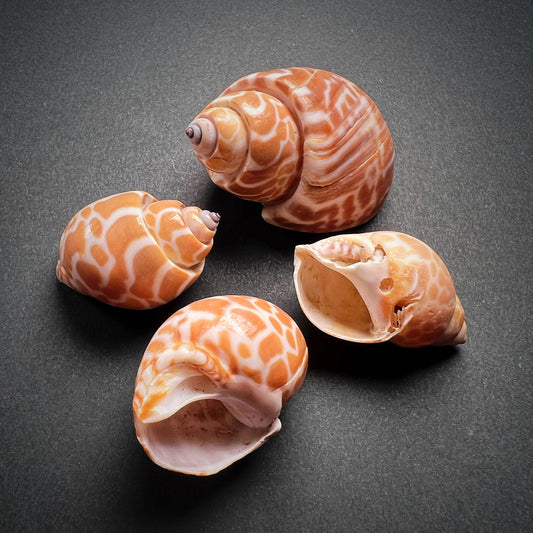 Conch shell - Babylonia spirata, M size