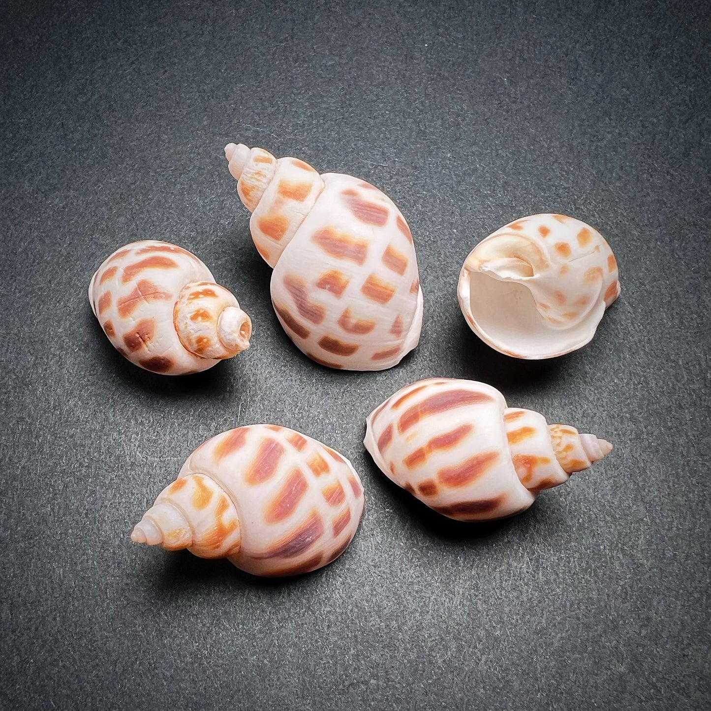 Conch shell - Babylonia areolata, S size