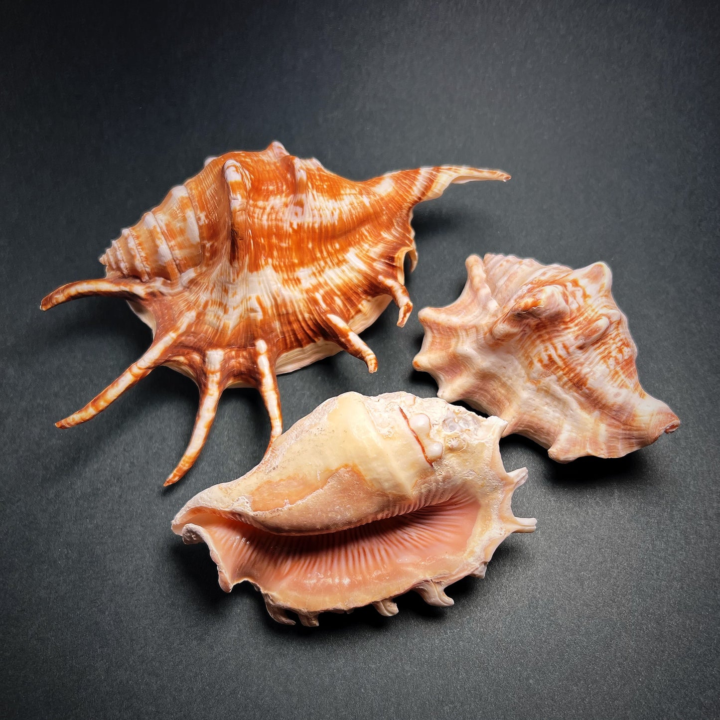 Conch shell - Lambis lambis, M size 