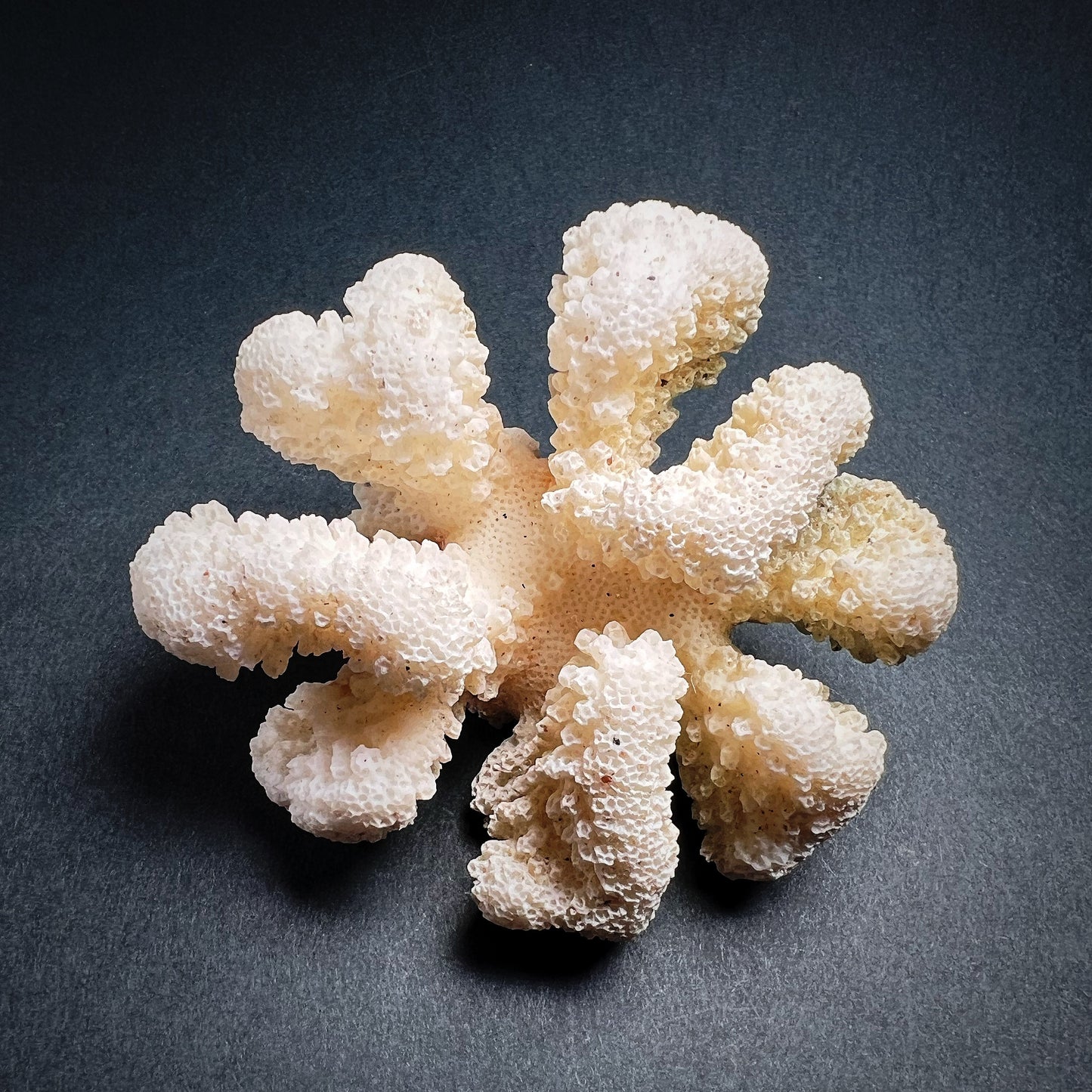 Coral - Pocillopora meandrina, M size