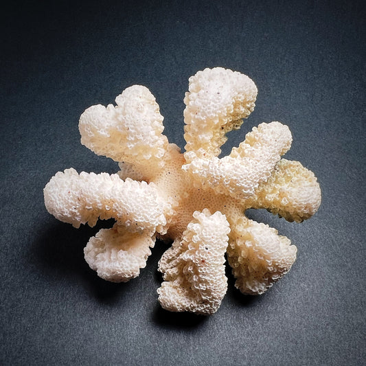 Koralli - Pocillopora meandrina, M-koko