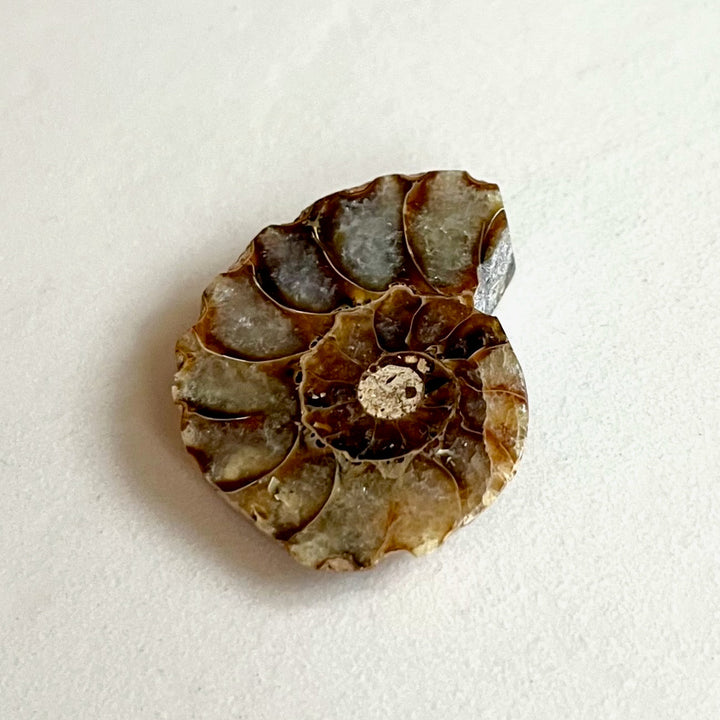 Fossil - Half of an Ammonite - Snake Stone