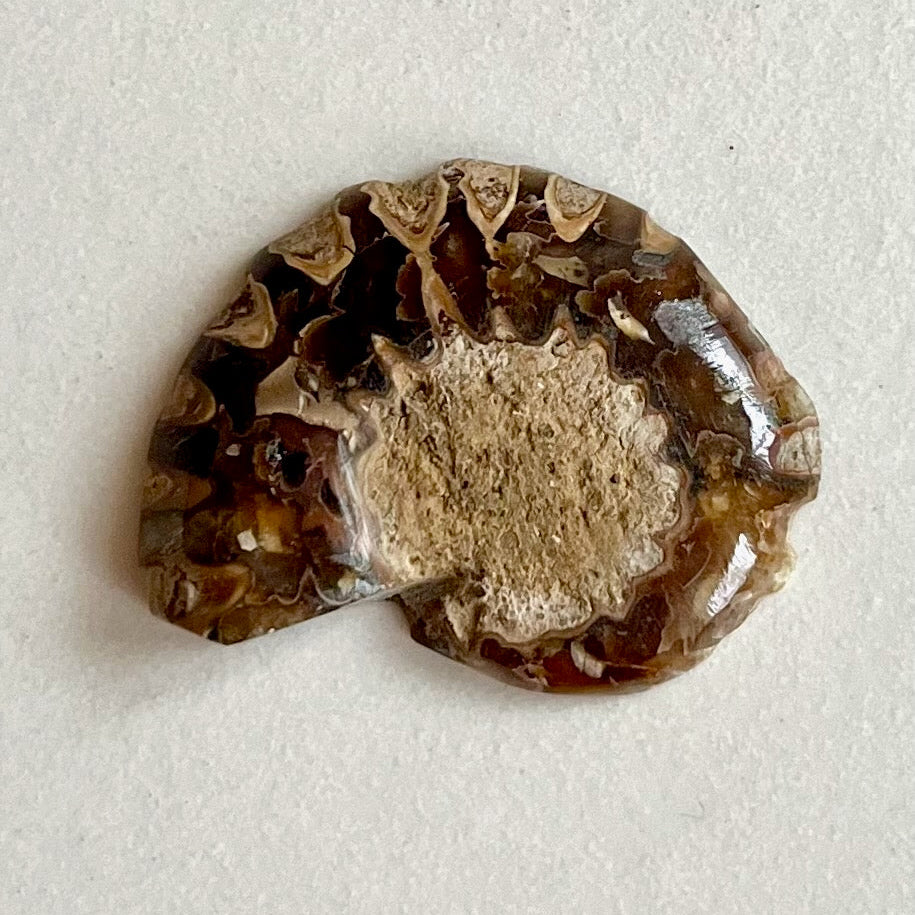 Fossil - Half of an Ammonite - Snake Stone