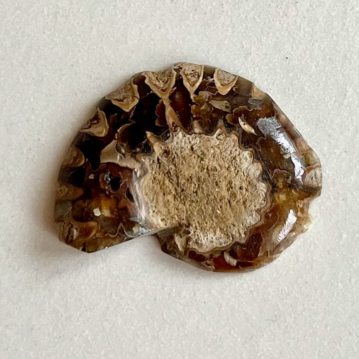 Fossil - Half of an Ammonite - Snake Stone