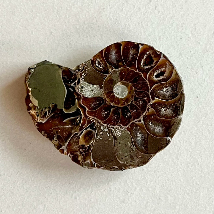 Fossil - Half of an Ammonite - Snake Stone