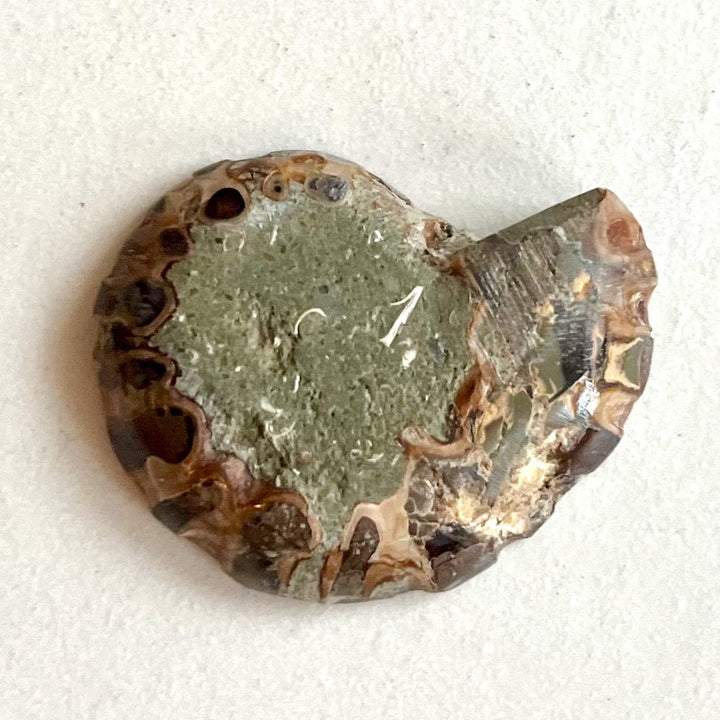 Fossil - Half of an Ammonite - Snake Stone