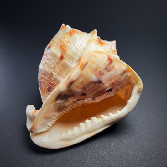 Conch shell - Cassis cornuta, M size 