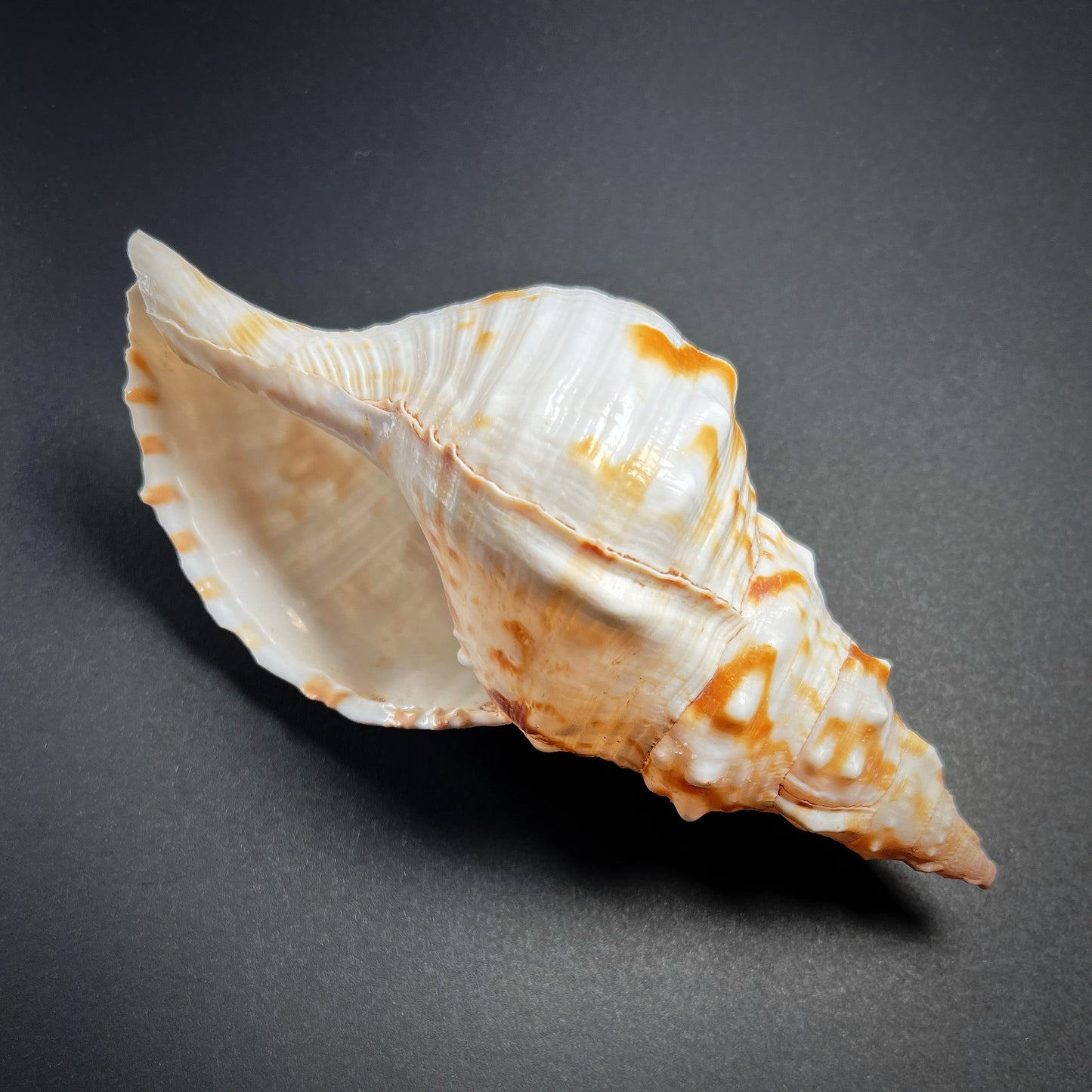 Conch shell - Charonia tritonis, M size 