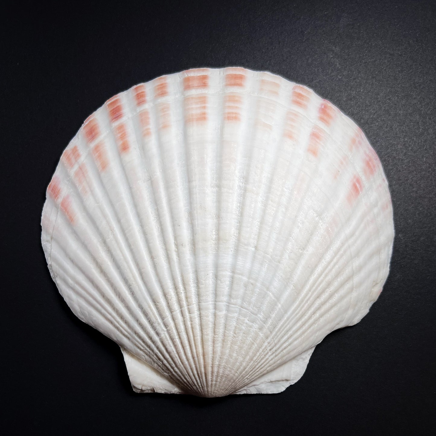 Ritual vessel - scallop shell, Pecten maximus, XL size 