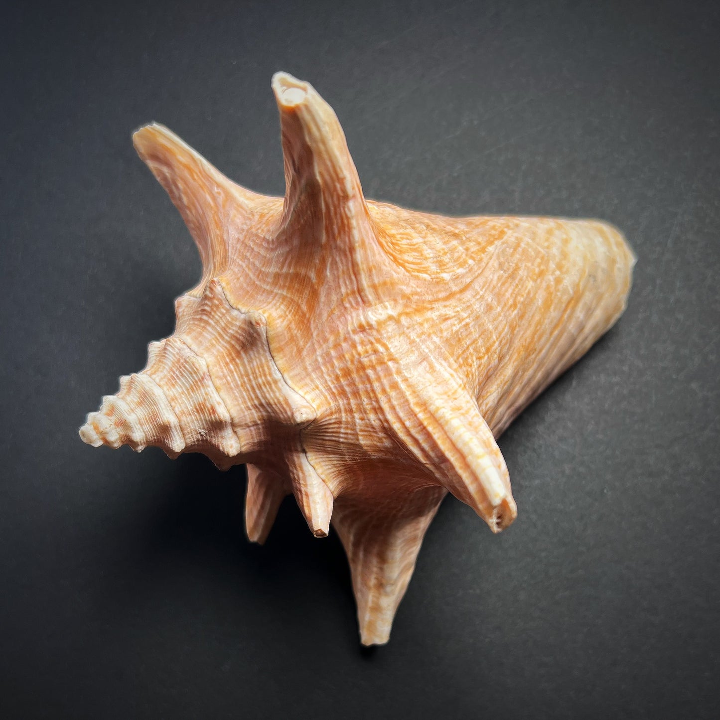 Conch shell - Aliger gigas, M size 