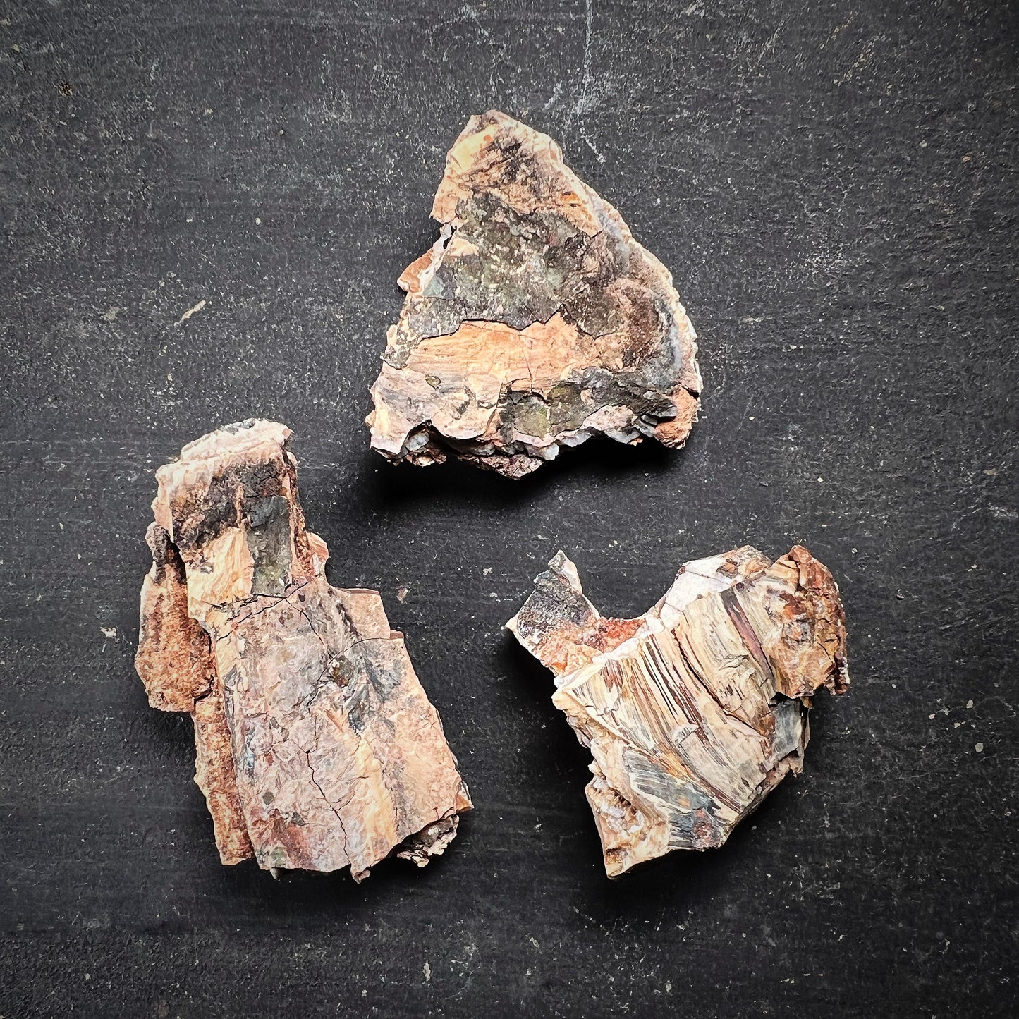 Fossiili - Villamammutin takahampaan fragmentti, M-koko