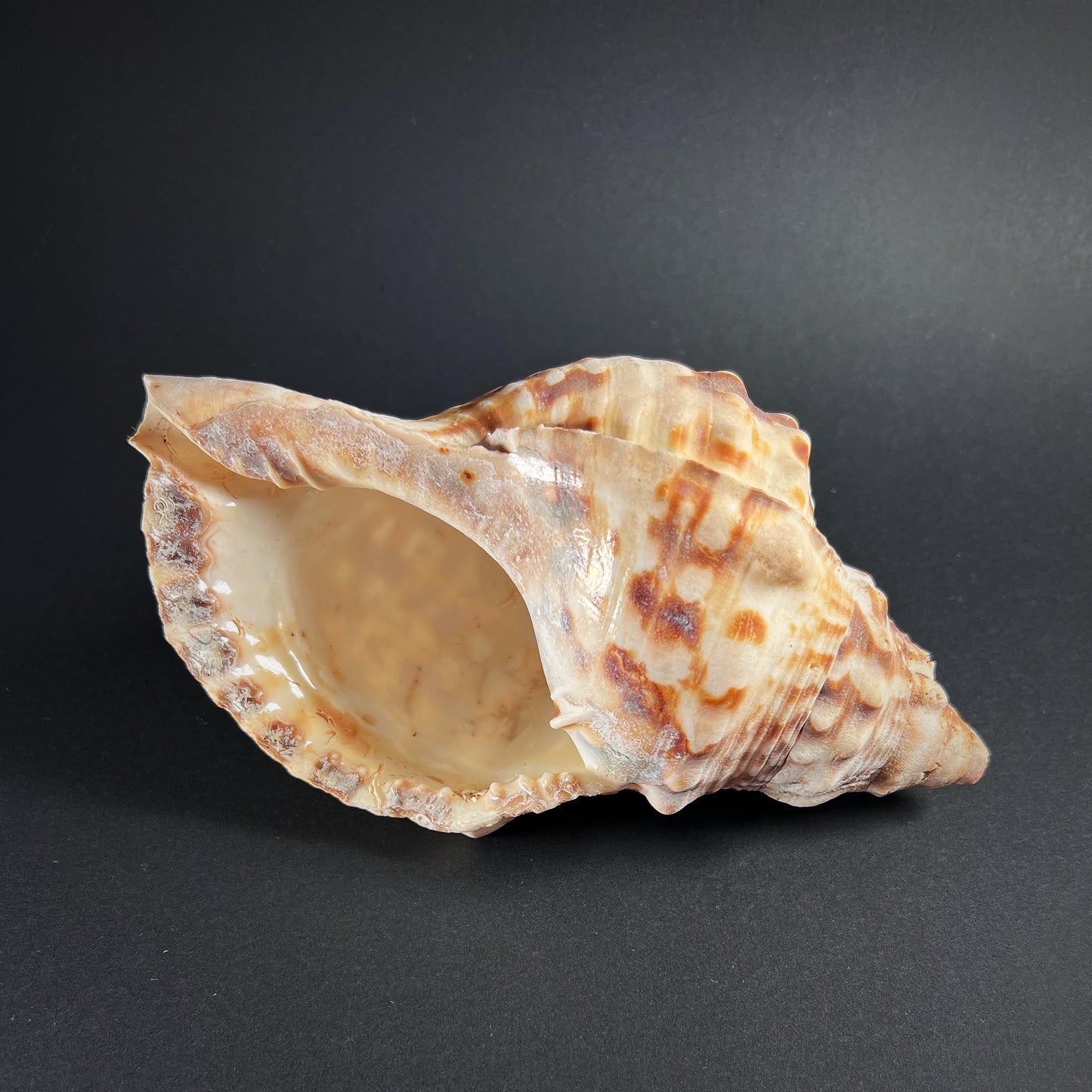 Conch shell - Charonia tritonis, M size