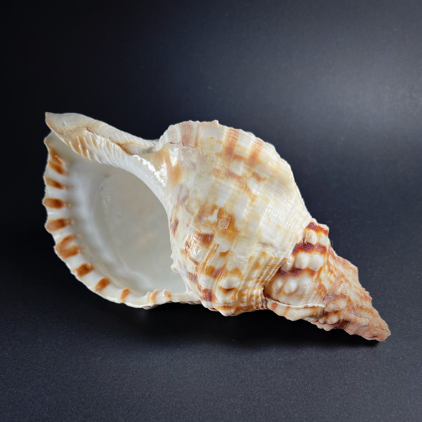 Conch shell - Charonia tritonis, L size