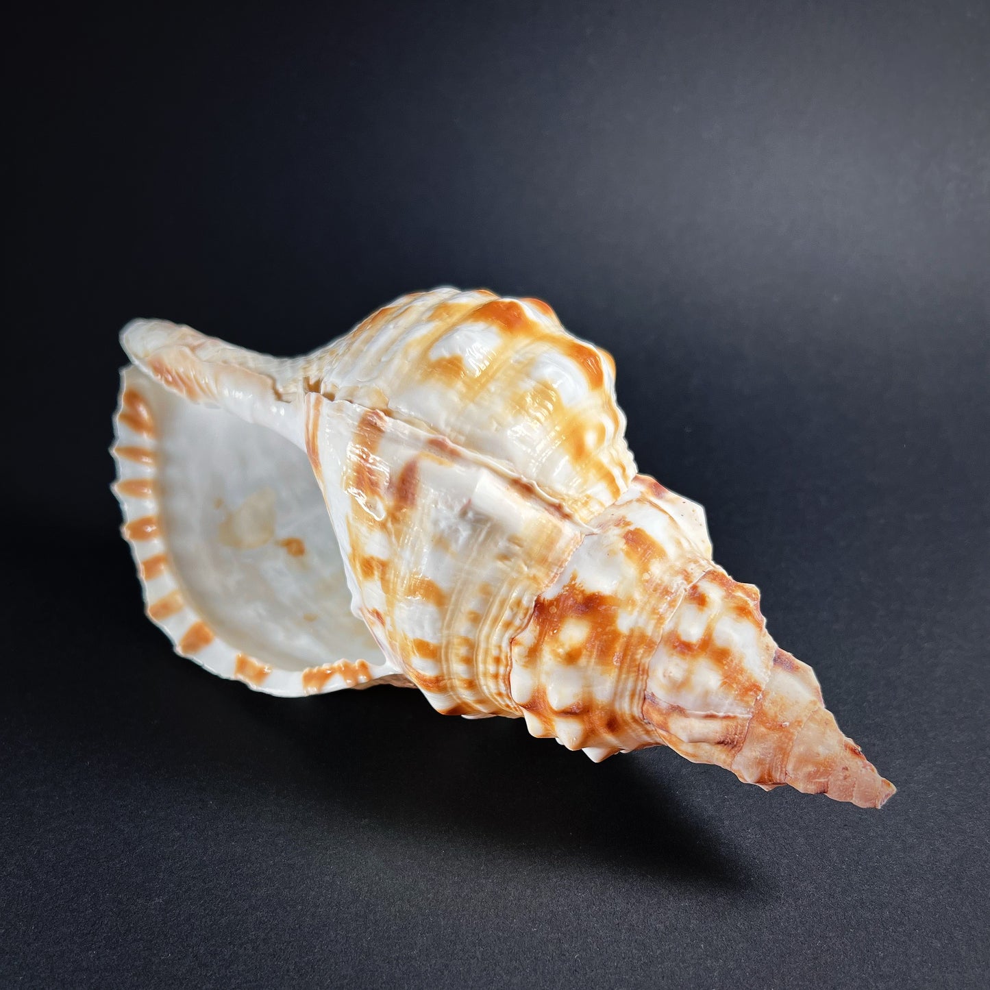 Conch shell - Charonia tritonis, M size