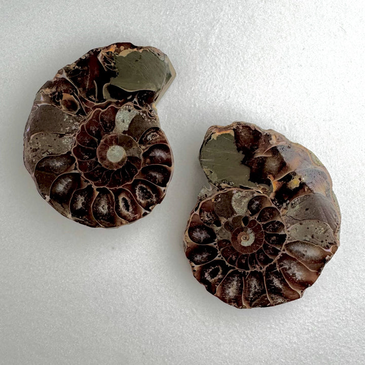 Fossil - Half of an Ammonite - Snake Stone