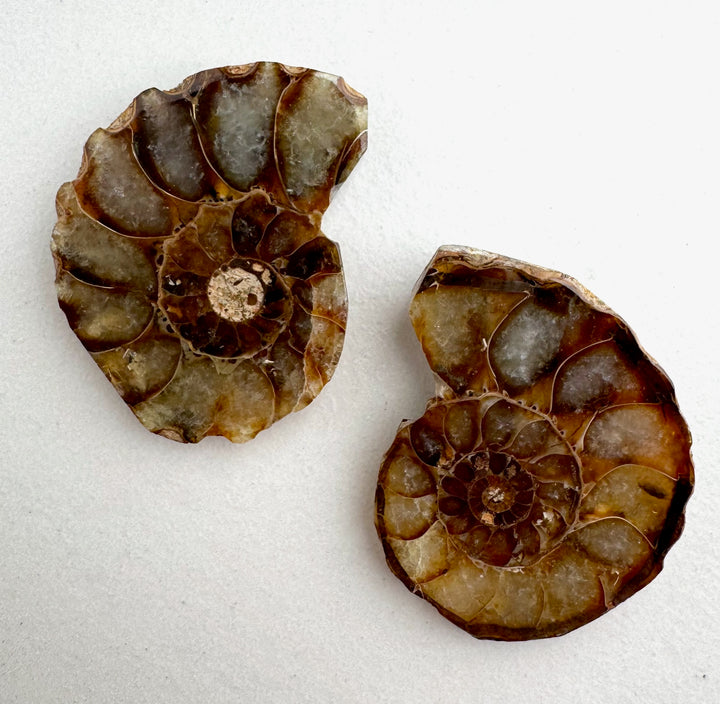 Fossil - Half of an Ammonite - Snake Stone