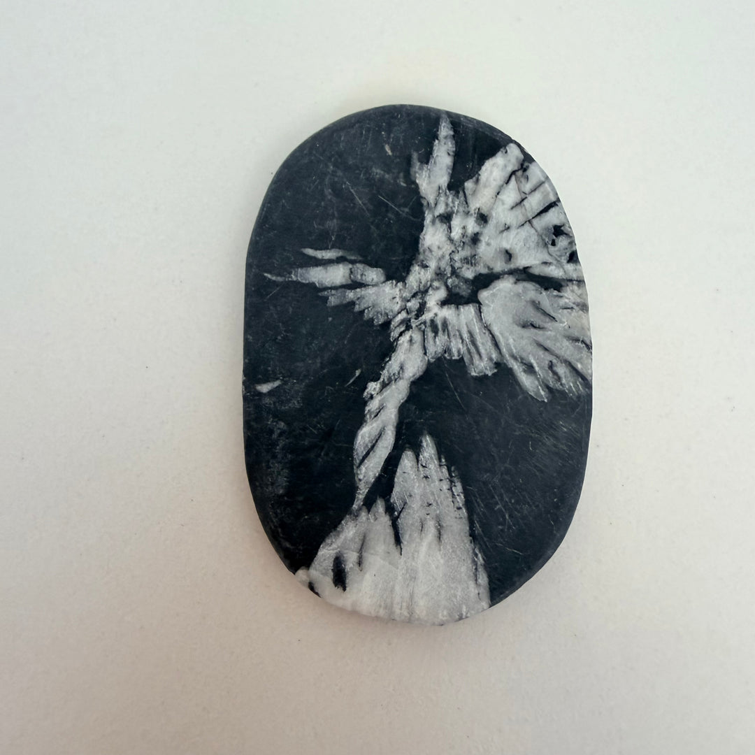 Krysanteemikivi hiottu kivi, jossa vaalea kukkamainen mineraalikuvio tummassa kivessä.
Polished chrysanthemum stone with white flower-like mineral formation in dark matrix.