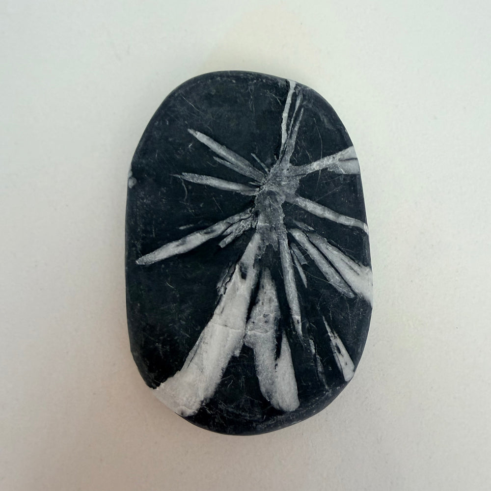 Krysanteemikivi hiottu kivi, jossa vaalea kukkamainen mineraalikuvio tummassa kivessä.
Polished chrysanthemum stone with white flower-like mineral formation in dark matrix.