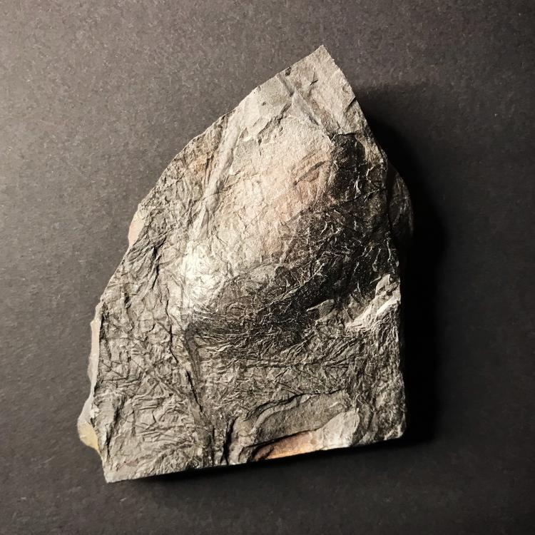  Fossil "Asterophyllites"