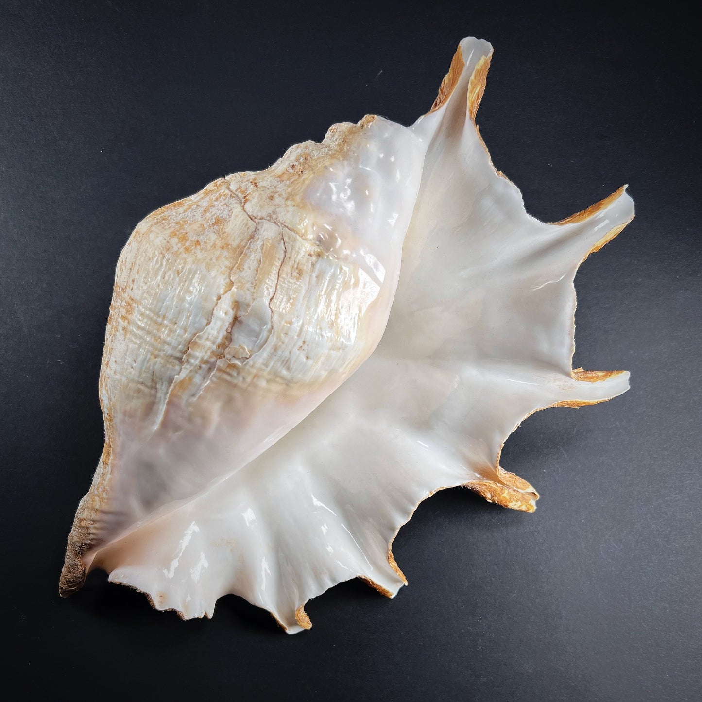 Ritual vessel - spider cocoon shell, Strombidae, XXL size