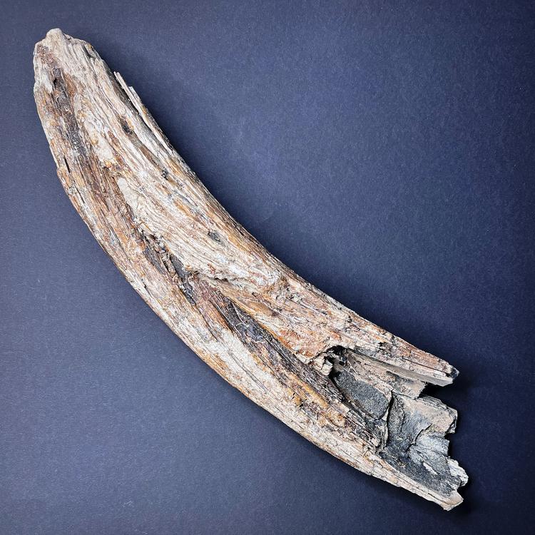 Fossiili - Villamammutin (Mammuthus primigenius) syöksyhampaan fragmentti