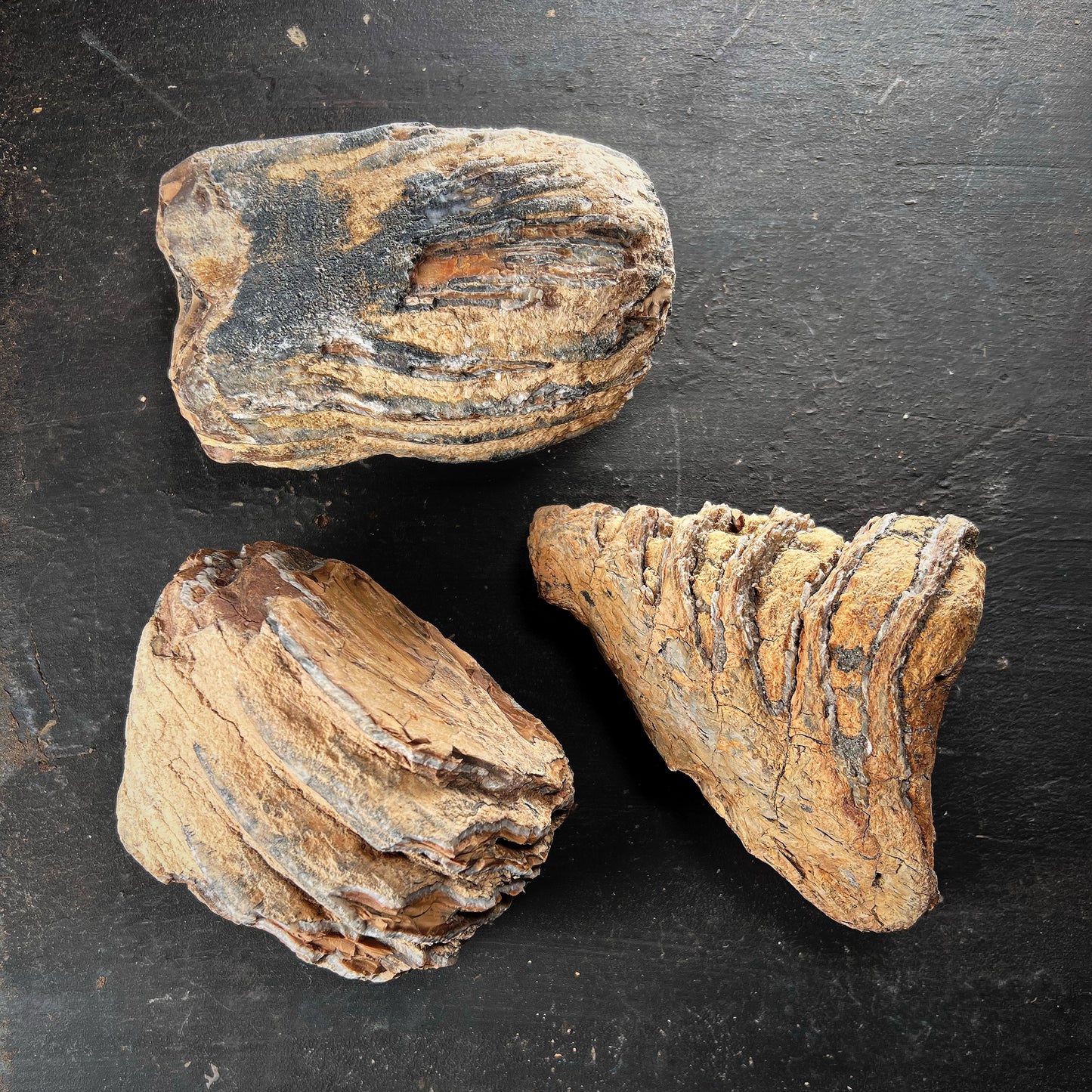 Fossiili - Villamammutin takahampaan fragmentti, L-koko