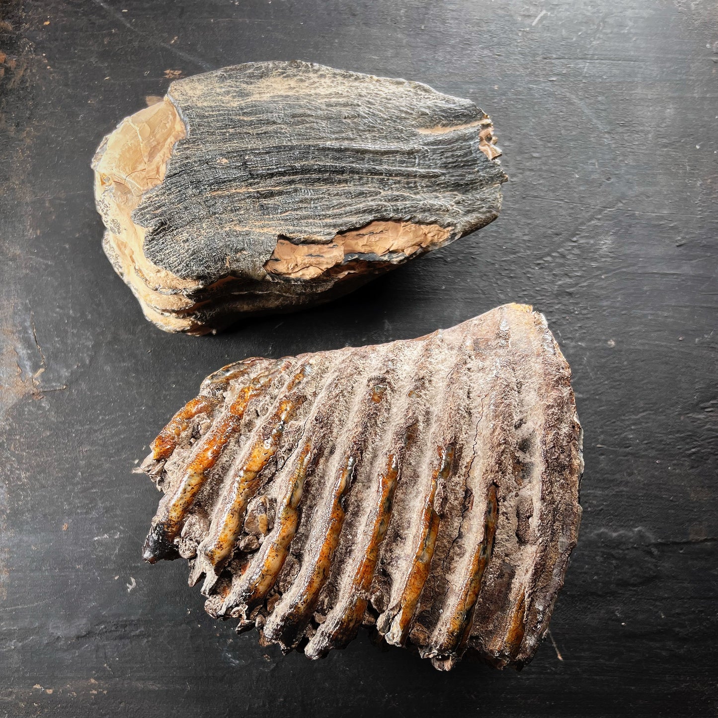 Fossiili - Villamammutin takahampaan fragmentti, XL-koko