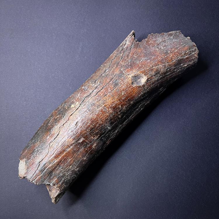 Fossiili - Villamammutin (Mammuthus primigenius) sääriluun fragmentti
