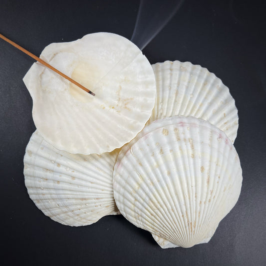 Ritual vessel - scallop shell, Pecten maximus, L size 