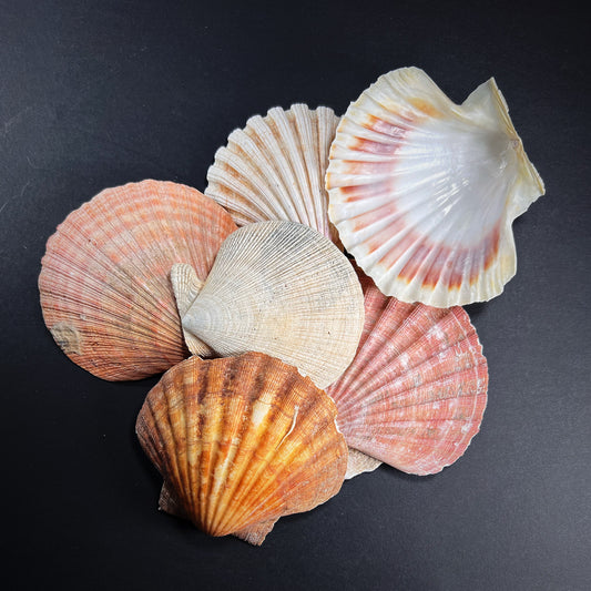 Ritual vessel - scallop shell - Pectinidae, M size
