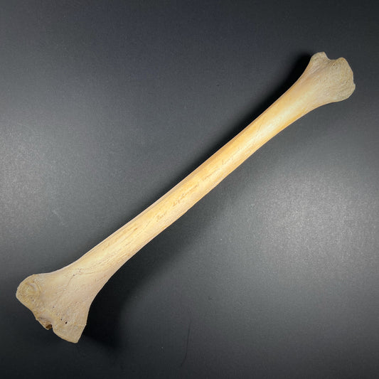 Human tibia (shinbone)
