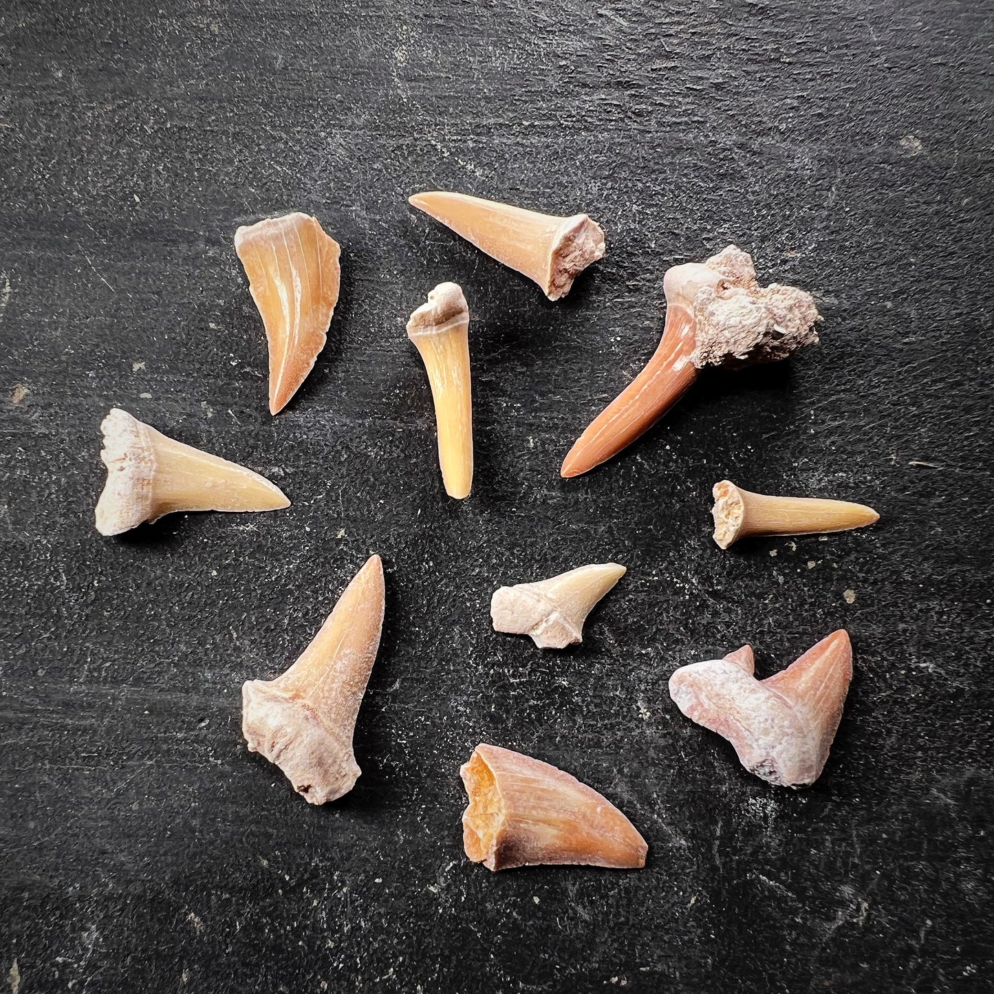 Fossil - Shark teeth, S size, 6 pcs