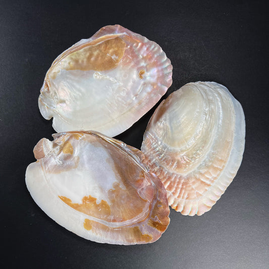 Ritual vessel - venus mussel shell, Veneridae, L size 