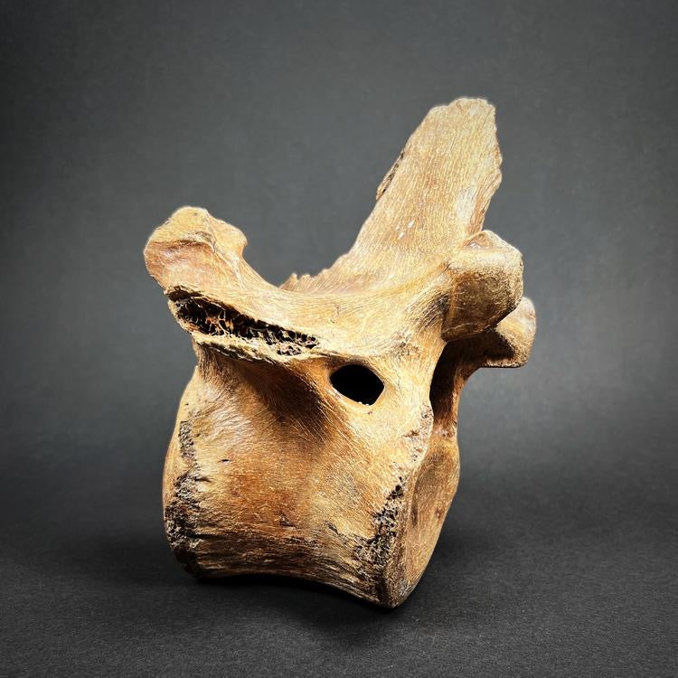 Fossil - European bison vertebra, XL size