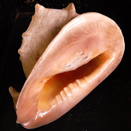 Conch shell - Cassis cornuta, XXL size 