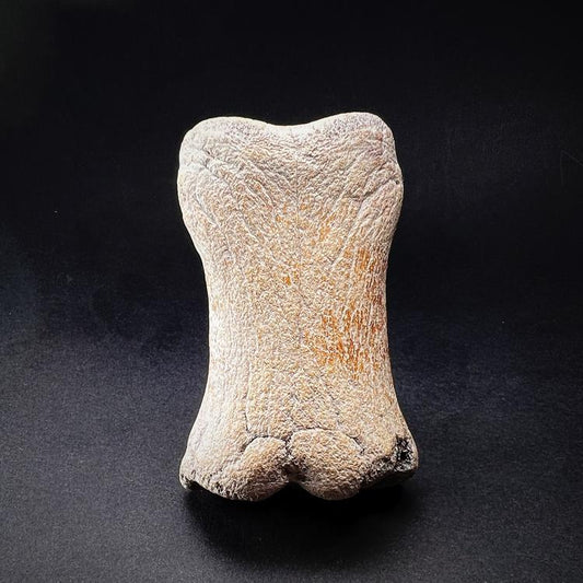 Fossil - Goat bone of a wild horse's leg