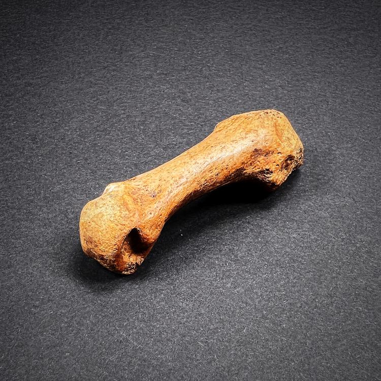 Fossil - Cave bear metatarsal bone