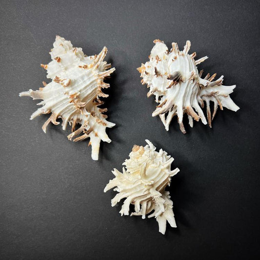 Conch shell - Hexaplex cichoreum, M size 