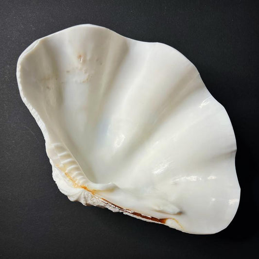 Ritual vessel - giant clam shell, Hippopus hippopus, XL size 