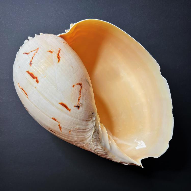 Ritual vessel - shell of the conch shell, Melo aethiopicus, XXL size 