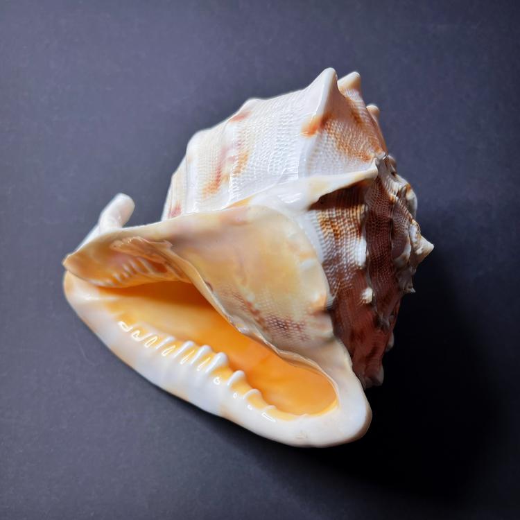 Conch shell - Cassis cornuta, M size 