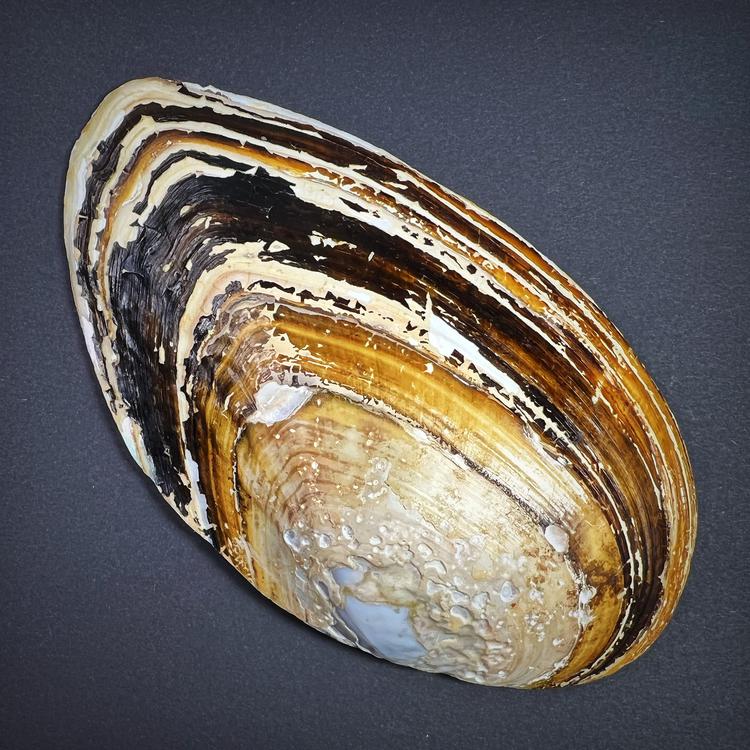 Ritual vessel - mussel shell, Siliqua patula, L size 